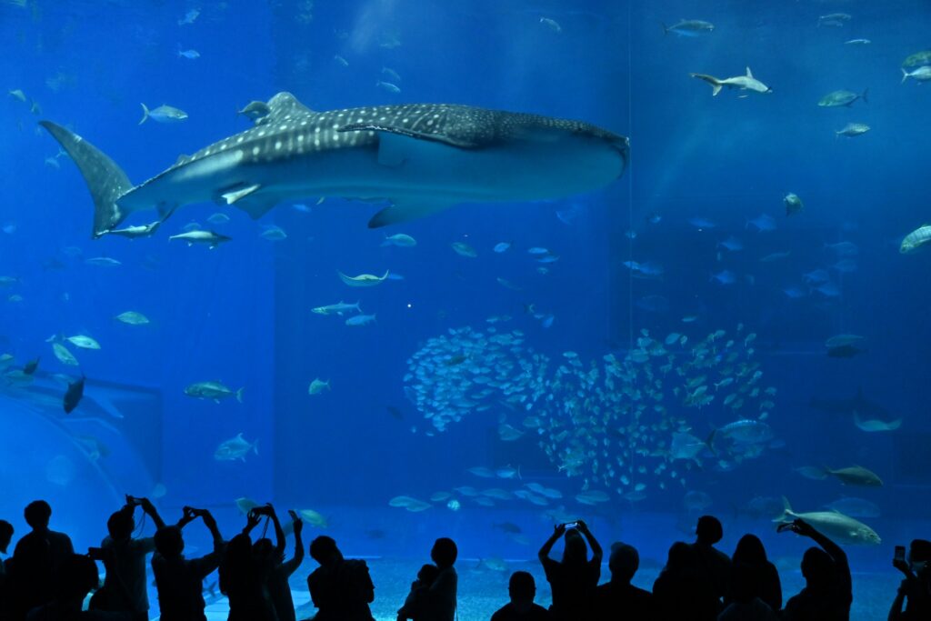 美ら海水族館