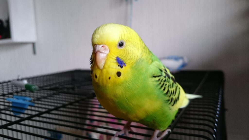 セキセイインコのピヨちゃん