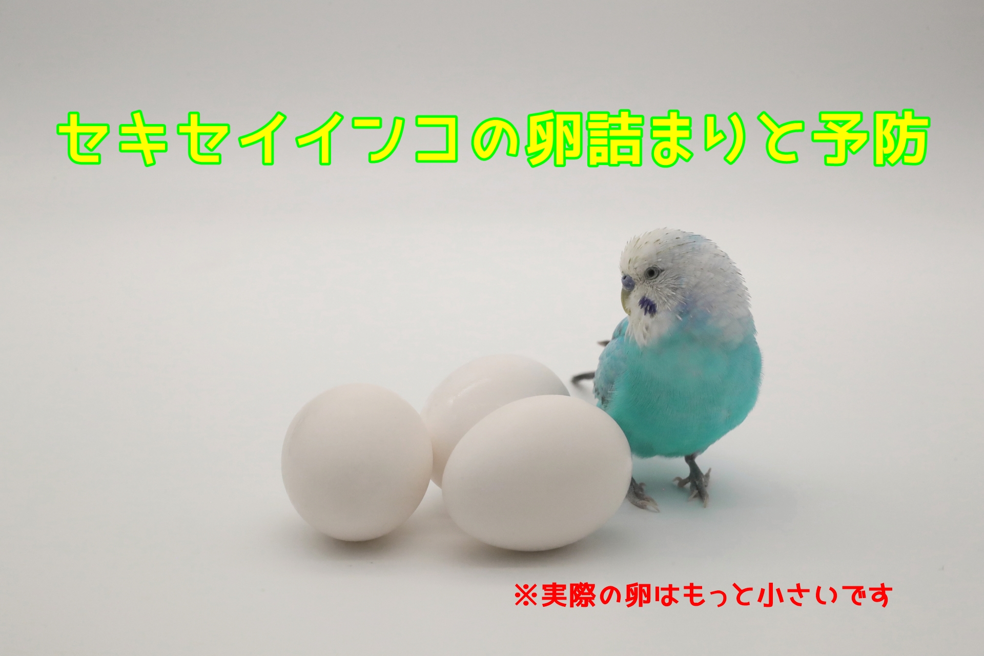 セキセイインコの卵詰まりと予防